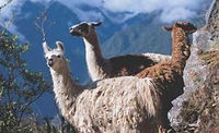 llamas en machu picchu